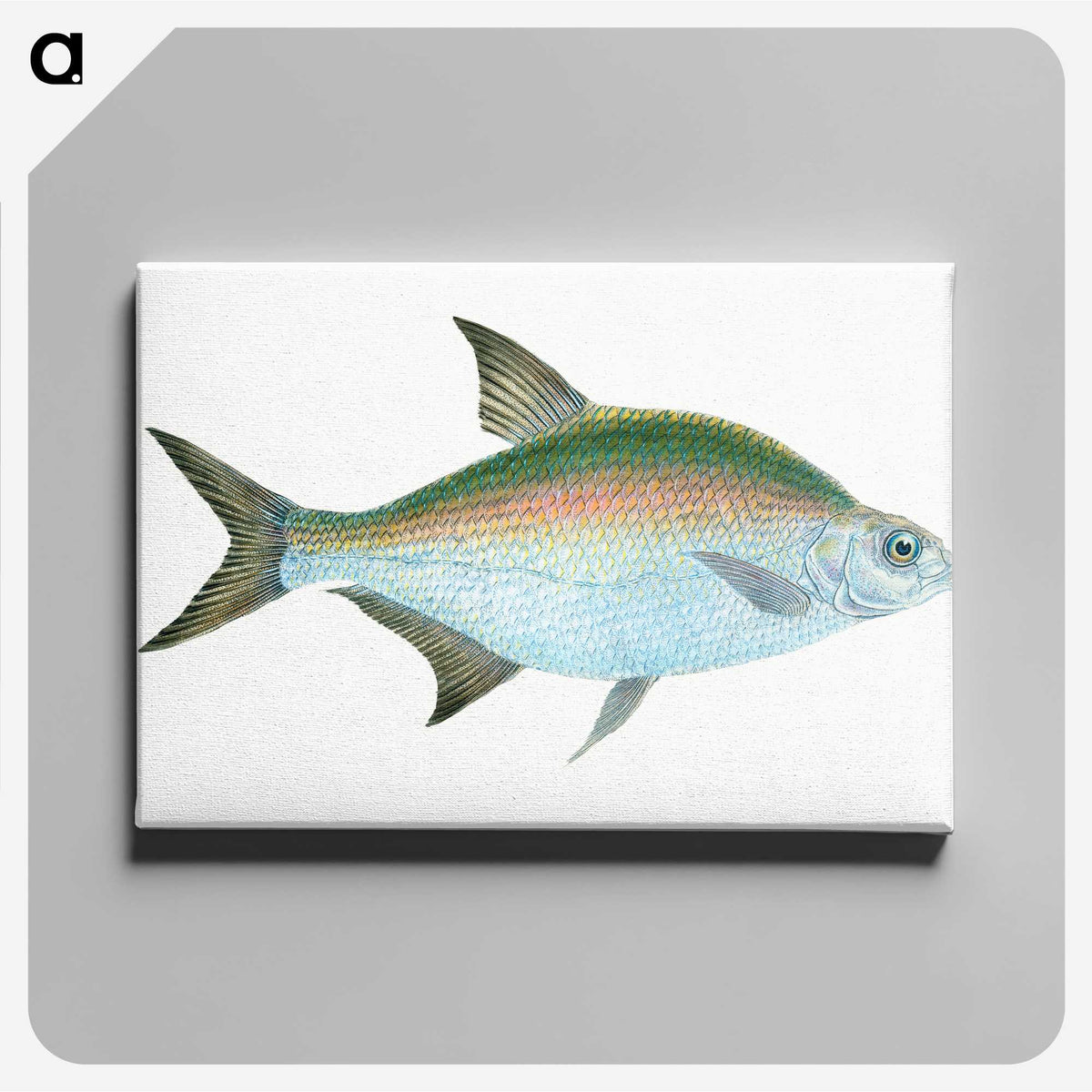 1-17_The-Natural-History-of-British-Fishes_canvas