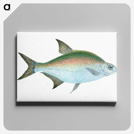 1-17_The-Natural-History-of-British-Fishes_canvas