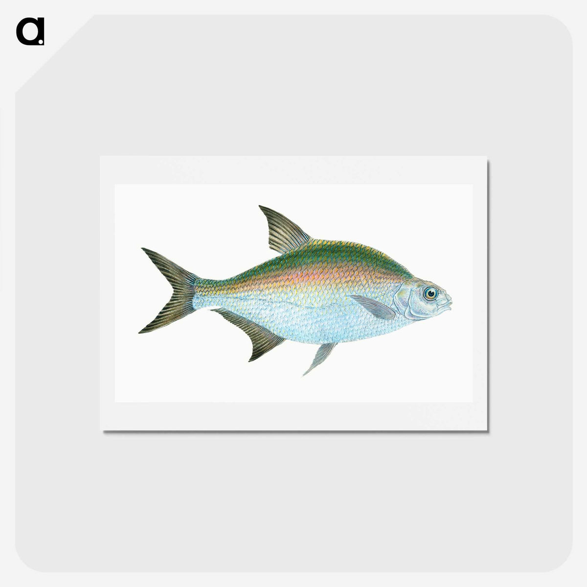 1-17_The-Natural-History-of-British-Fishes_hagaki