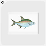 1-17_The-Natural-History-of-British-Fishes_hagaki