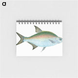 1-17_The-Natural-History-of-British-Fishes_memo