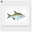 1-17_The-Natural-History-of-British-Fishes_picture
