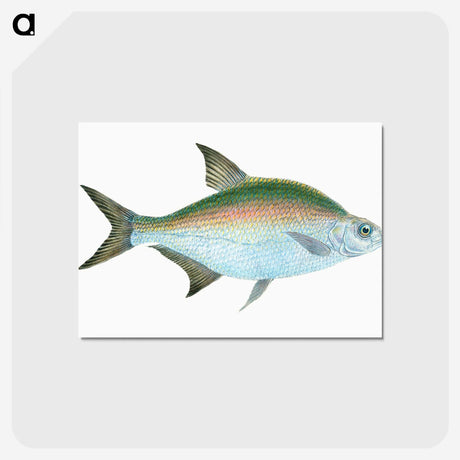 1-17_The-Natural-History-of-British-Fishes_postcard