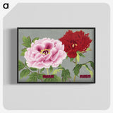 1-17_The-Picture-Book-of-Peonies_blk-crop