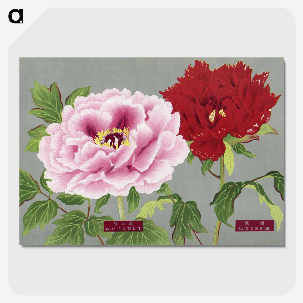 1-17_The-Picture-Book-of-Peonies_picture-crop