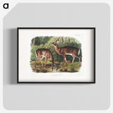 1-17_The-Viviparous-Quadrupeds_blk