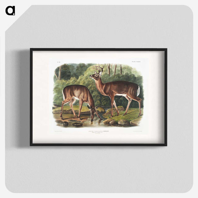 1-17_The-Viviparous-Quadrupeds_blk
