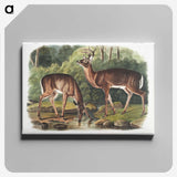 1-17_The-Viviparous-Quadrupeds_canvas