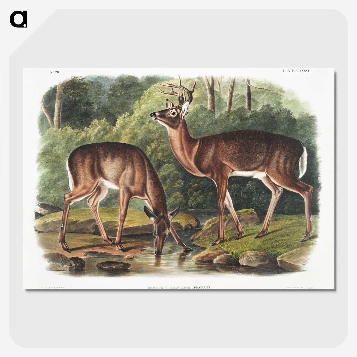 1-17_The-Viviparous-Quadrupeds_picture-crop