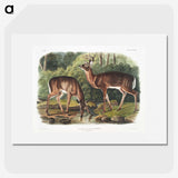 1-17_The-Viviparous-Quadrupeds_picture