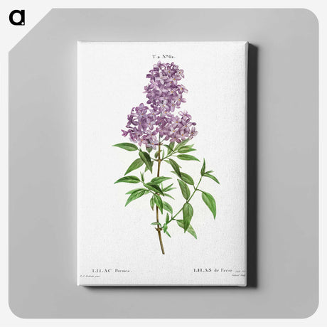 1-17_Treatise-on-Trees-and-Shrubs_canvas