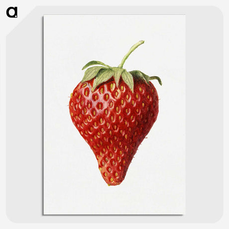 1-17_USDA-Watercolor-Fruit-Painting-Collection_picture-crop
