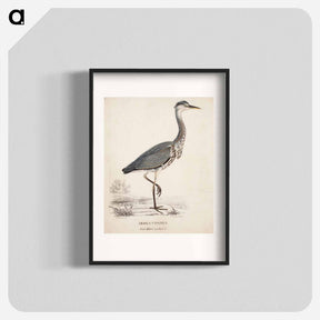 アートポスター-Young grey heron - ヴィルヘルム フォン ライト Poster.