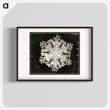 Wilson Bentley Photomicrograph of Stellar Snowflake No. 586 - ウィルソン ベントレー Poster.