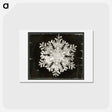 アートポストカード-Wilson Bentley Photomicrograph of Stellar Snowflake No. 586 - ウィルソン ベントレー Postcard.