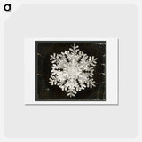 アートポストカード-Wilson Bentley Photomicrograph of Stellar Snowflake No. 586 - ウィルソン ベントレー Postcard.