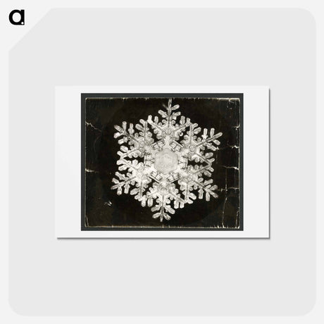 アートポストカード-Wilson Bentley Photomicrograph of Stellar Snowflake No. 586 - ウィルソン ベントレー Postcard.