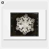 Wilson Bentley Photomicrograph of Stellar Snowflake No. 586 - Wilson Bentley Poster.