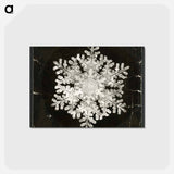 アートポストカード-Wilson Bentley Photomicrograph of Stellar Snowflake No. 586 - ウィルソン ベントレー Postcard.