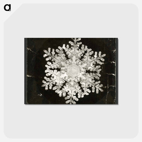 アートポストカード-Wilson Bentley Photomicrograph of Stellar Snowflake No. 586 - ウィルソン ベントレー Postcard.