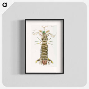 アートポスター-Mantis shrimp or stomatopod illustration from Zoology of New York by James Ellsworth De Kay - ニューヨークの動物学 Poster.