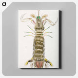 Mantis shrimp or stomatopod illustration from Zoology of New York by James Ellsworth De Kay - ニューヨークの動物学 Canvas.