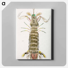 アートパネル-Mantis shrimp or stomatopod illustration from Zoology of New York by James Ellsworth De Kay - ニューヨークの動物学 Canvas.