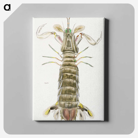 1-17_Zoology-of-New-York_canvas