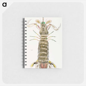 アートメモ帳-Mantis shrimp or stomatopod illustration from Zoology of New York by James Ellsworth De Kay - ニューヨークの動物学 Memo.