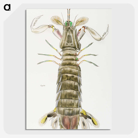 1-17_Zoology-of-New-York_picture-crop