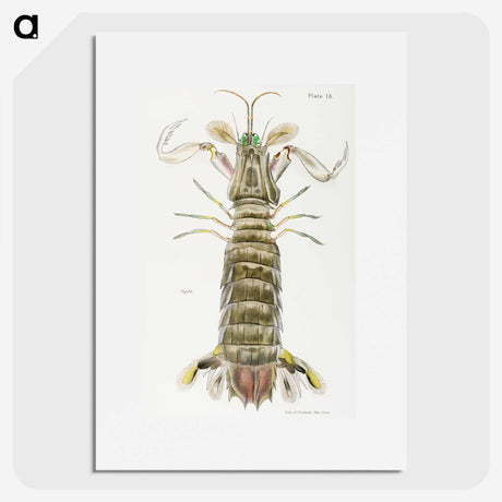 1-17_Zoology-of-New-York_picture