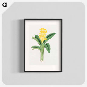 アートポスター-Ukon so - 19世紀の日本の花 Poster.