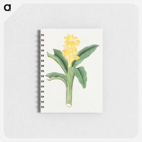 アートメモ帳-Ukon so - 19世紀の日本の花 Memo.