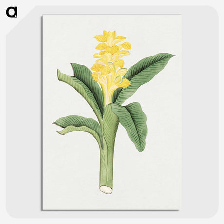 1-18_19th-Century-Japanese-Flowers_picture-crop