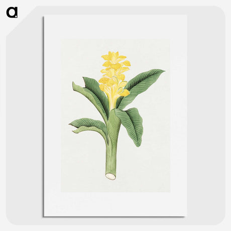 1-18_19th-Century-Japanese-Flowers_picture