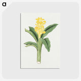 1-18_19th-Century-Japanese-Flowers_postcard