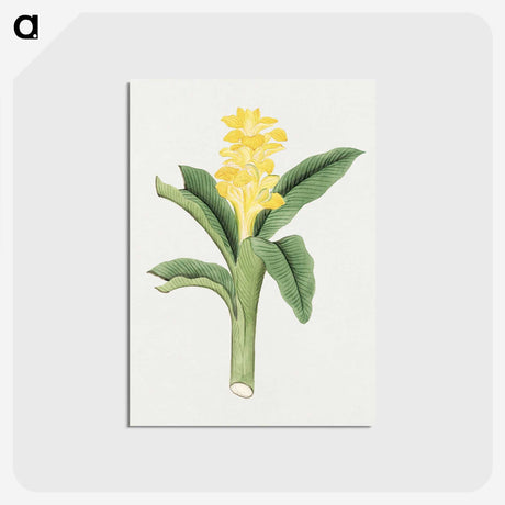 1-18_19th-Century-Japanese-Flowers_postcard