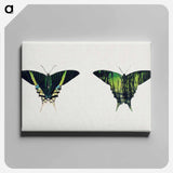 Urania Moth - アボット ハンダーソン セイヤー Canvas.