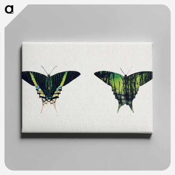 Urania Moth - アボット ハンダーソン セイヤー Canvas.