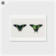 アートポストカード-Urania Moth - アボット ハンダーソン セイヤー Postcard.