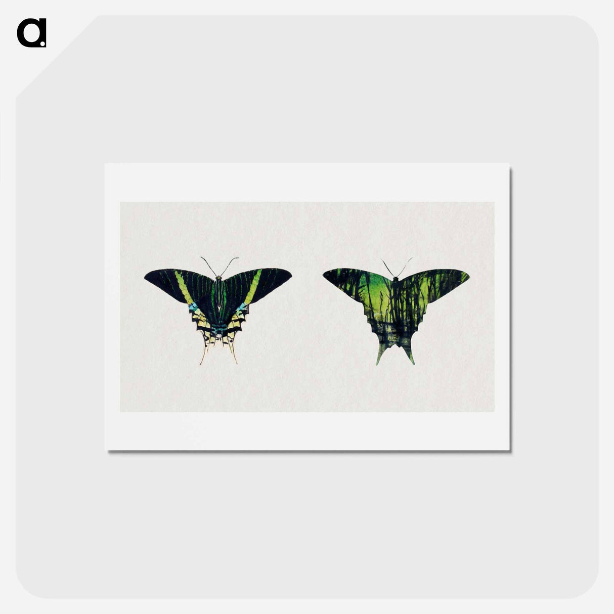 アートポストカード-Urania Moth - アボット ハンダーソン セイヤー Postcard.