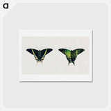 アートポストカード-Urania Moth - アボット ハンダーソン セイヤー Postcard.
