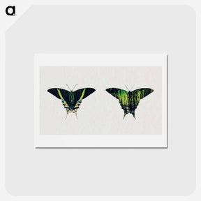 アートポストカード-Urania Moth - アボット ハンダーソン セイヤー Postcard.