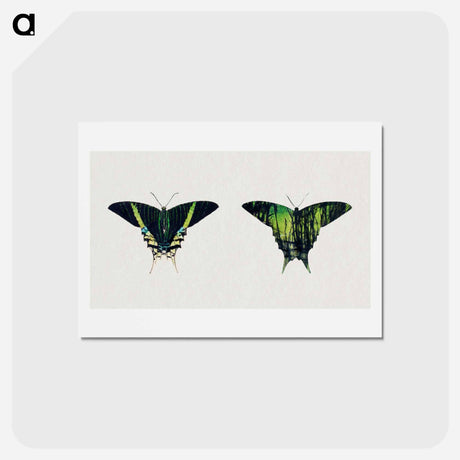 アートポストカード-Urania Moth - アボット ハンダーソン セイヤー Postcard.