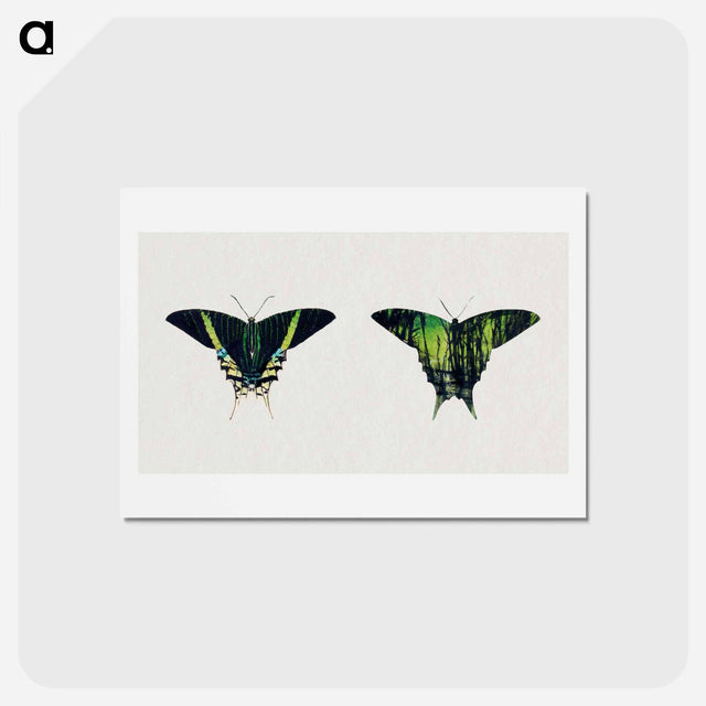 アートポストカード-Urania Moth - アボット ハンダーソン セイヤー Postcard.