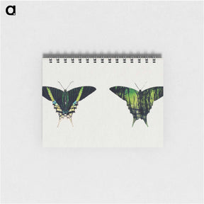 アートメモ帳-Urania Moth - アボット ハンダーソン セイヤー Memo.