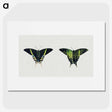 1-18_Abbott-Handerson-Thayer_picture