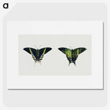 1-18_Abbott-Handerson-Thayer_picture