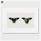 Urania Moth - アボット ハンダーソン セイヤー Poster.
