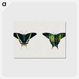 アートポストカード-Urania Moth - アボット ハンダーソン セイヤー Postcard.